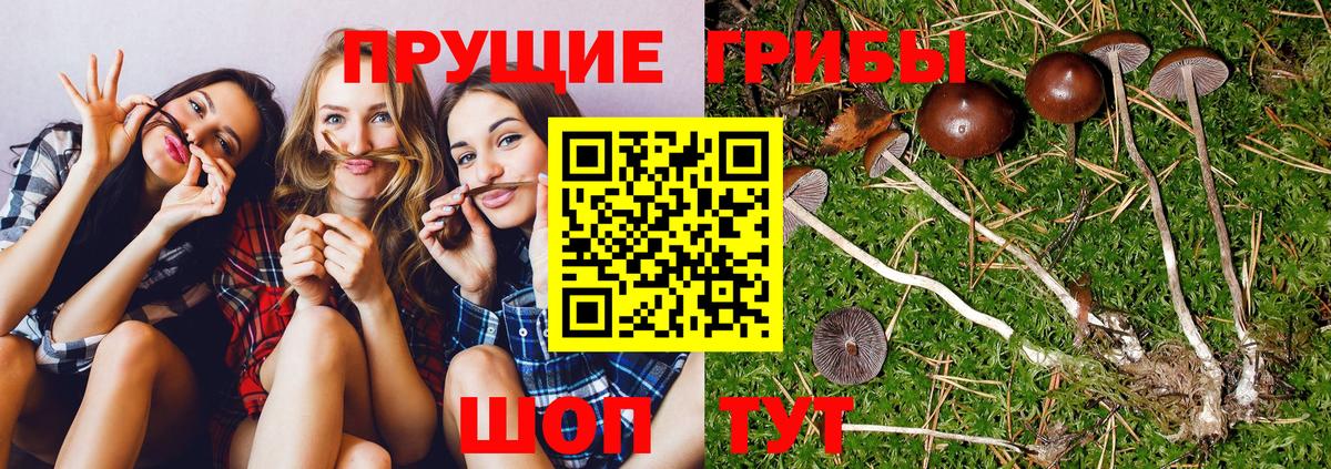 Галлюциногенные грибы Psilocybe  Вход с VPN  Волоколамск 